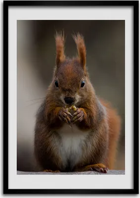 Produktbild von Bild - Bilderrahmen - Foto - 70 cm x 100 cm - MDF - Rahmen - Wandkunst - Eichhörnchen