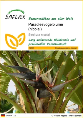 Produktbild von SAFLAX - Paradiesvogelblume (nicolai) - 5 Samen - Strelitzia nicolai