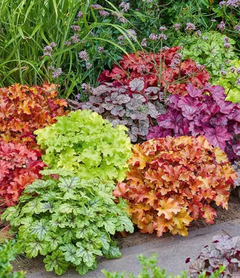 Produktbild von BALDUR Garten 10er Heuchera-Mix 'Farbenpracht', Pflanzen im 9x9 cm-Topf, leuchtstarke Blattschmuck-Stauden, bilden immergrüne Teppiche, winterhart & mehrjährig, pflegeleicht, ideal für Garten & Beet