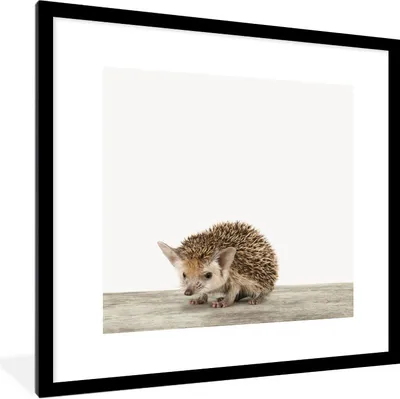 Produktbild von MuchoWow® Gerahmtes Poster Igel - Tiere - Jungen - Mädchen 40x40 cm - Poster mit Schwarzem Bilderrahmen Wandposter Rahmen Foto Bilder - Poster - Plakat im Rahmen
