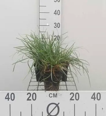 Immagine prodotto di 6 x Sesleria caerulea - Erba di palude - vaso 9 x 9 cm
