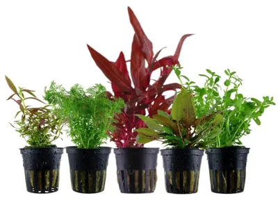 Produktbild von Pflanzen Set mit 5 Mittelgrund Topf Aquarium Wasserpflanzen AquaOne Nr.206