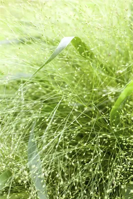 Produktbild von Panicum virgatum, Rutenhirse, ca. 9x9 cm Topf, zierend