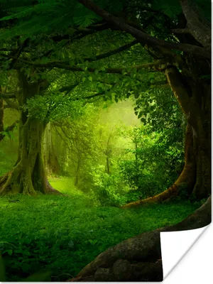 Produktbild von MuchoWow® Poster Bäume - Wald - Grün - Landschaft - Natur 90x120 cm - Wohnzimmer