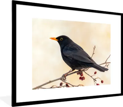 Produktbild von MuchoWow® Gerahmtes Poster Amsel - Vogel - Zweige - Beere - Rot 80x60 cm - Poster mit Schwarzem Bilderrahmen Wandposter Rahmen Foto Bilder - Schlafzimmer-Dekorationen - Fotoposter