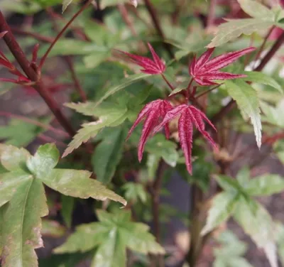 Produktbild von Ahorn palmatum Beni Maiko - Japanischer Schlitzahorn 40-60
