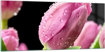 Produktbild von Bilder auf glas - Tulpe Blumen Tau - 120x50cm - Glasbilder - Wandbilder - Kunstdruck - zum Aufhängen bereit - Wanddekoration aus Glas - Glas Bilder - Wandbild auf Glas - Einteilig - GAB120x50-2483