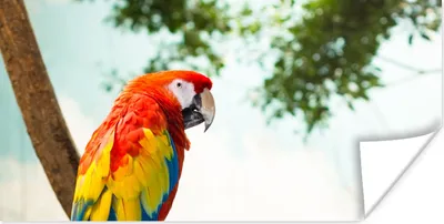 Produktbild von MuchoWow® Poster Papagei - Vogel - Regenbogen - Tropisch 40x20 cm - Poster für die Wand - Poster Schlafzimmer
