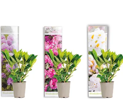 Image de Bloomique - Lot de 3 - Rhododendron - Violet, Rose, Blanc - Persistant - Rustique - Plantes de jardin - Hauteur 15-20 cm - Pot 9 cm