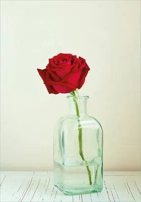 Produktbild von Wallario Poster - Rote Rose in Glasvase, Kunstdruck Größe: 70 x 100 cm