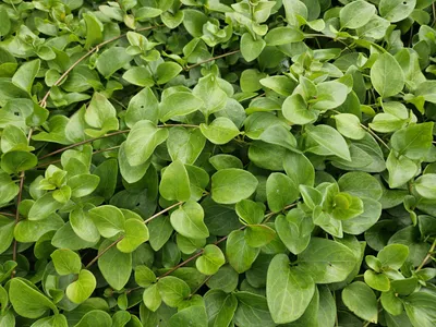 Zdjęcie produktu dla Vinca major 'Alba' - 24 sztuki, wiecznie zielona roslina okrywowa o bialych