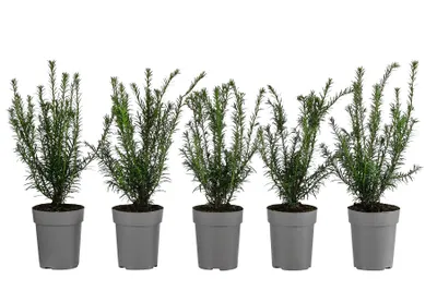 Produktbild von Dehner Europäische Eibe, für 1 Meter Hecke, ca. 30 cm, 5 x 2 l Topf, Heckenpflanze