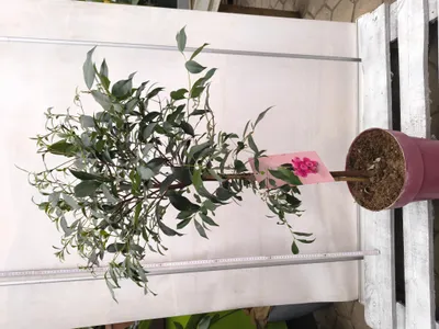 Produktbild von Blue Lilly Pilly Syzygium oleosum 80-120 cm Kirschmyrte Eugenia Obst Beere Pflanze