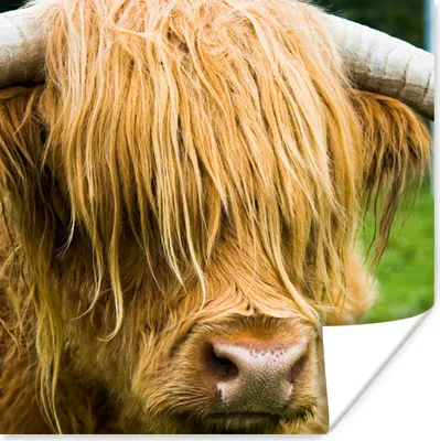 Produktbild von MuchoWow® Poster Schottischer Highlander - Gras - Fell - Tiere - Kuh 50x50 cm - Wohnzimmerdekoration