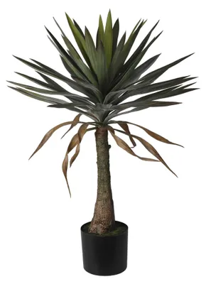 Image de Plante d'Yuca en pot, hauteur 90 cm