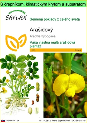 Obrázok produktu pre SAFLAX Garden to go - Arašidový - Arachis hypogaea - 8 Semená - S črepníkom, klimatickým vekom a pestovateľským substrátom