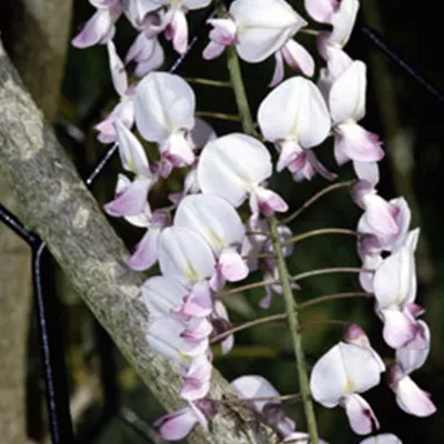 Produktbild von Edelblauregen 'Rosea' - Wisteria floribunda 'Honbeni' (= 'Rosea')  | 50-60 cm in Container