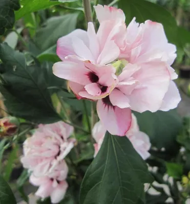 Produktbild von Hochstamm Garten-Eibisch Speciosus - Hibiscus syriacus - 80cm Stamm + Krone