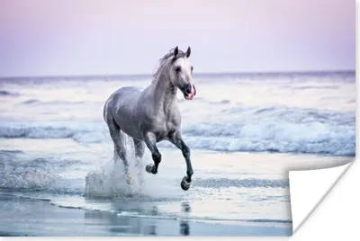 Produktbild von MuchoWow® Poster Pferd - Meer - Pastell 120x80 cm - Bilder