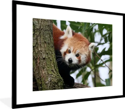 Produktbild von MuchoWow® Gerahmtes Poster Roter Panda - Blätter - Baum 80x60 cm - Poster mit Schwarzem Bilderrahmen Wandposter Rahmen Foto Bilder - Schlafzimmer-Dekorationen - Fotoposter