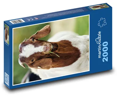 Zdjęcie produktu dla martinpuzzle - Puzzle 2000 - Koza