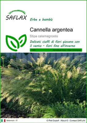 Immagine prodotto di SAFLAX  - Cannella argentea - 50 semi - Stipa