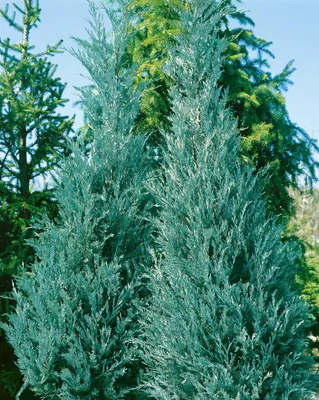 Produktbild von Juniperus virginiana 'Burkii', Rot-Zeder, 50–60 cm
