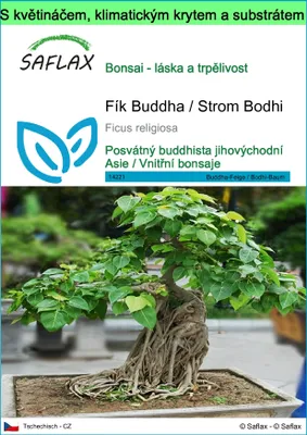 Obrázek produktu pro SAFLAX Garden to go - Fík Buddha / Strom Bodhi - Ficus religiosa - 100 Semena - S květináčem, klimatickou poklicí a pěstebním substrátem