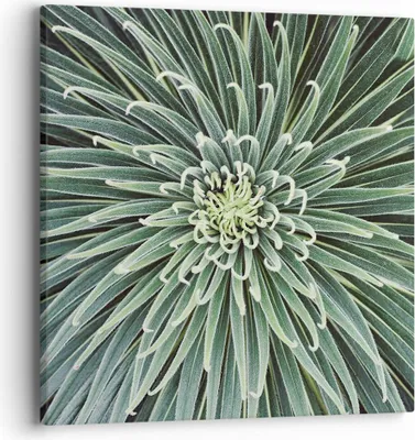 Produktbild von Bild auf Leinwand - Leinwandbild - Einteilig - Agave Grün Pflanze - 40x40cm - Wand Bild - Wanddeko - Wandbilder - Leinwanddruck - Bilder - Wanddekoration - Leinwand bilder - Wandbild - AC40x40-4905