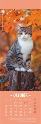Produktbild von Katzen Lesezeichen & Kalender 2025