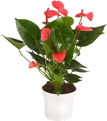 Produktbild von Dehner Große Flamingoblume - Anthurie, pink-farbene Blüten, ca. 30-35 cm, Ø Topf 12 cm, Zimmerpflanze