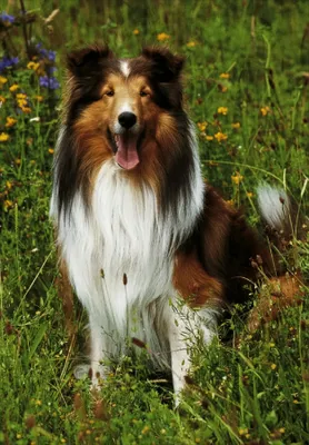 Produktbild von Hund Sheltie, 100 Teile Puzzle