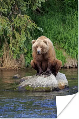 Produktbild von MuchoWow® Poster Bär - Stein - Tier 80x120 cm - Papierdruck