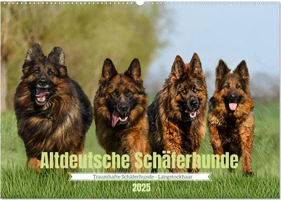 Produktbild von Altdeutsche Schäferhunde - Traumhafte Schäferhunde Langstockhaar (Wandkalender 2025 DIN A2 quer), CALVENDO Monatskalender
