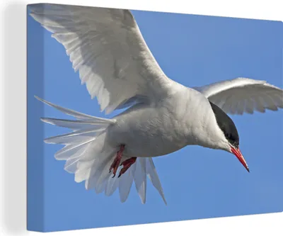 Produktbild von OneMillionCanvasses® - Leinwandbilder - 140x90 cm, Eine Nahaufnahme einer Weißflügelseeschwalbe am blauen Himmel, Wandbilder Kunstdruck Wanddekoration - Foto auf Leinwand - Gemälde