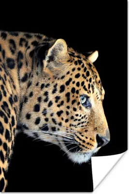 Produktbild von MuchoWow® Poster Leopard - Schwarz - Pelz 40x60 cm - Plakate für die Wand - Poster Babyzimmer
