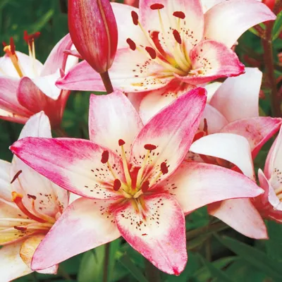 Obrázok produktu pre Rosella's Dream Asian Bicolour Lily 1ks ľalia cibule ľalie cibule
