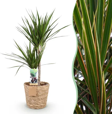 Produktbild von Dracaena Marginata - Drachenbaum - Pflegeleicht - mit Korb - Grün - 90-100cm - Ø21cm - Zimmerpflanze - Immergrün