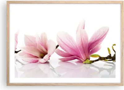 Produktbild von Gerahmtes Poster - Rahmen in heller Eiche - Magnolie blume natur pflanze - 70x50 cm - Wand Bild - Wanddeko - Wandbilder - Wandposter - Bilderrahmen - Bilder - Kunstdruck - Wandbild - P2NAA70x50-2641