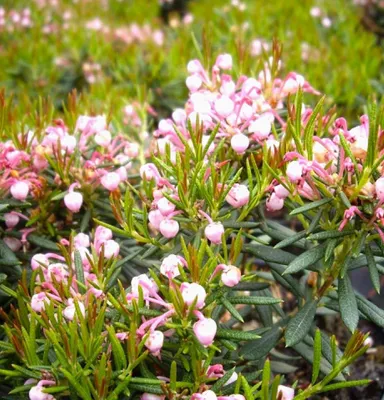 Obrázok produktu pre Vres levanduľový Andromeda polifolia Nikko Rozmarínový vres 15 - 20 cm vždyzelený