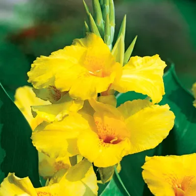 Immagine prodotto di Canna Kanna Paciorecznik Pfitzer s Primose Yellow 1 pz. piantine di canna