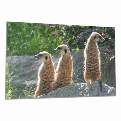 Produktbild von Wallario Herdabdeckplatte aus Glas, Größe 80 x 52 cm 1-teilig, Motiv Erdmännchen im Sonnenschein