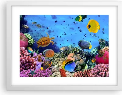 Produktbild von Gerahmtes Poster - Weißer Rahmen - Korallenriff - 40x30 cm - Wand Bild - Wanddeko - Wandbilder - Kunstposter - Wandposter - Bilderrahmen - Bilder - Kunstdruck - Wandbild - P2WAA40x30-3569