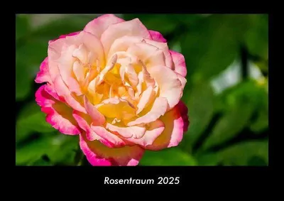 Produktbild von Rosentraum 2025 Fotokalender DIN A3