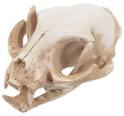 Produktbild von Katzen Schädel Figur Harz Beige 6,5 x 6,5 x 9 cm