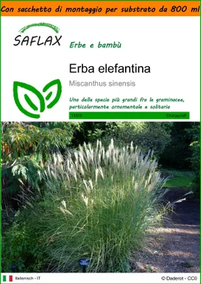 Immagine prodotto di SAFLAX Garden in the bag - Erba elefantina - 200 semi - Miscanthus