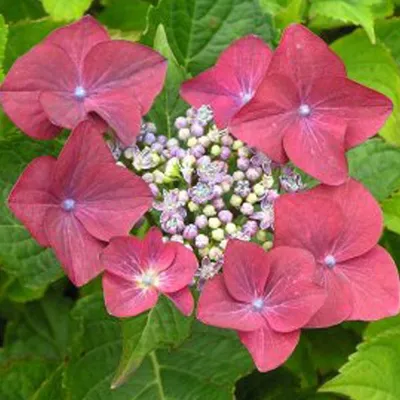 Immagine prodotto di 2 x  ortensia  - Hydrangea macrophylla 'Rotkehlchen'  | 20-25 cm in vaso