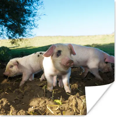 Produktbild von MuchoWow® Poster Schweine - Tiere - Landschaft 75x75 cm - Wand Dekoration