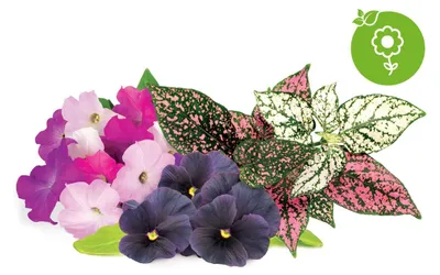 Produktbild von Click & Grow Click & Grow Plant Pod Vibrant Flower 9pcs