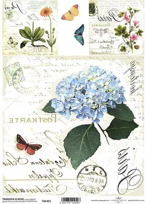 Produktbild von ITD Transferpapier für decoupage, CLASSIC A4 T60-025 Hortensienblüten